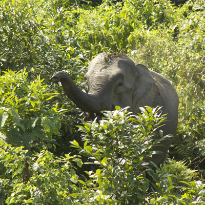 Indische olifant, Royal Manas National Park