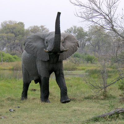 Olifant, Khwai river