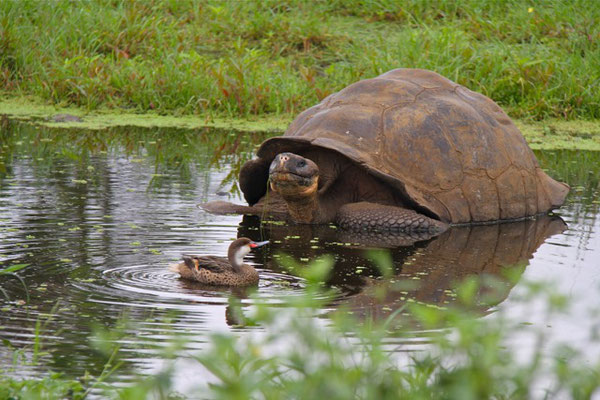 Galapagos Reuzenschildpad en Galapagos Pintail/Witwang Pijlstaart(eend)