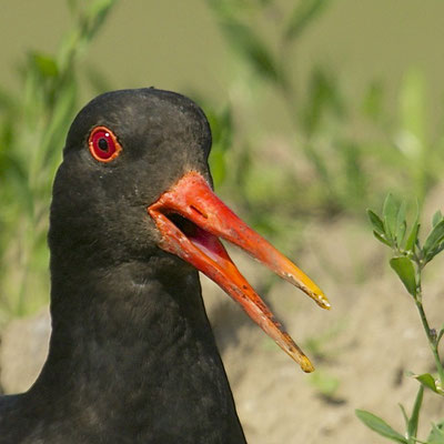 Scholekster, Arkemheen