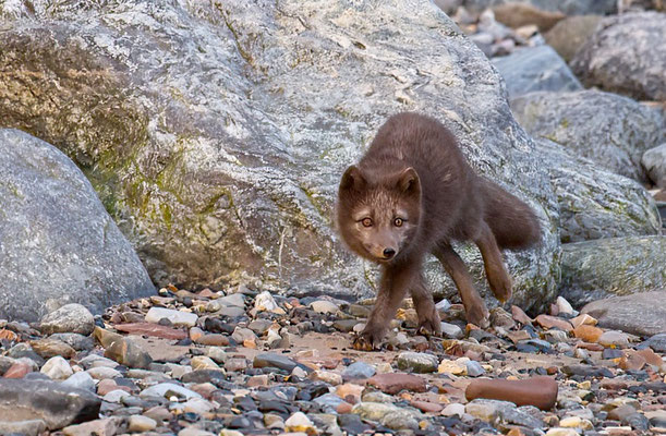 'Blue Fox'. Kleurvariatie van de Poolvos. Heeft 3%. Deze worden ook niet wit in de winter