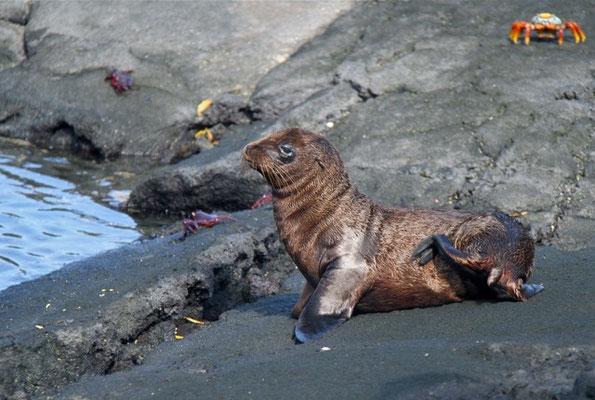 Jonge Galapagos Zeeleeuw