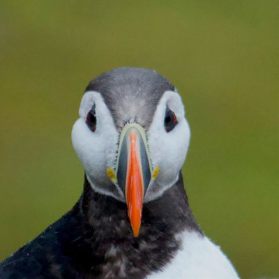 Papegaaiduiker/Puffin