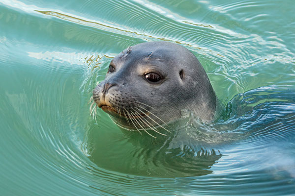 Gewone zeehond houdt ons letterlijk in het oog!