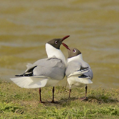Baltsende Kokmeeuwen, Texel