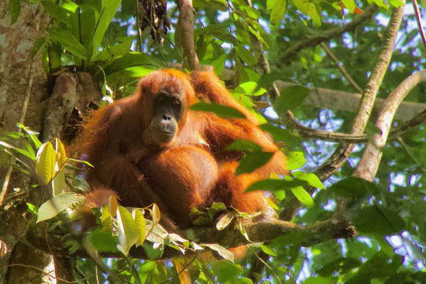 Orang Oetan. Sumatra.