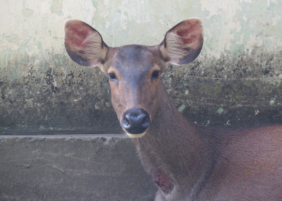 Sambar hert, hinde