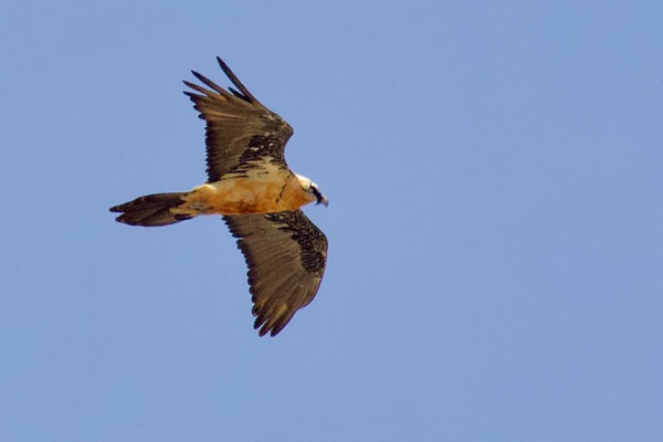 Lammergier (Gypaetus barbatus), Spaanse Pyreneeën