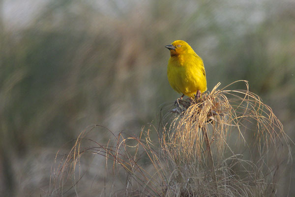 Brilwever, (Spectacled weaver, Ploceus ocularis), Thamalakane, bij Maun (Okavango delta)