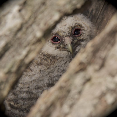 Jonge Bosuil in holle stam van appelboom, Tienhoven