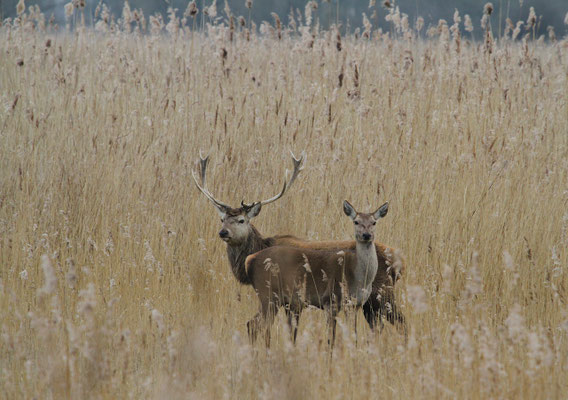 Edelherten, Oostvaardersplassen, Vóór het afschieten begon.