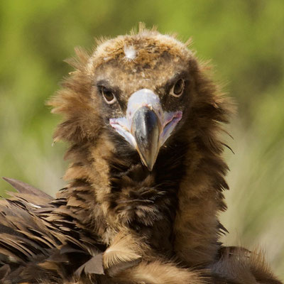 Monniksgier (Aegypius Monachus) Spaanse Pyreneeën