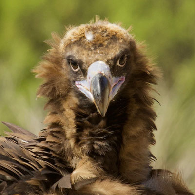 Monniksgier (Aegypius Monachus) Spaanse Pyreneeën