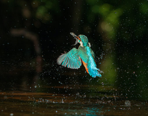 IJsvogel met prooi.