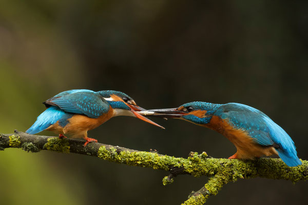 Balts van IJsvogels. Visoverdracht 