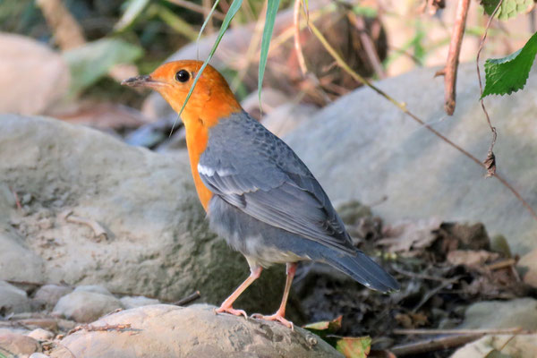 Orange Headed Thrush