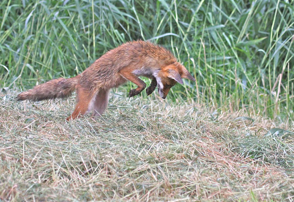 Vos jaagt op muizen in hooiland, Flevoland