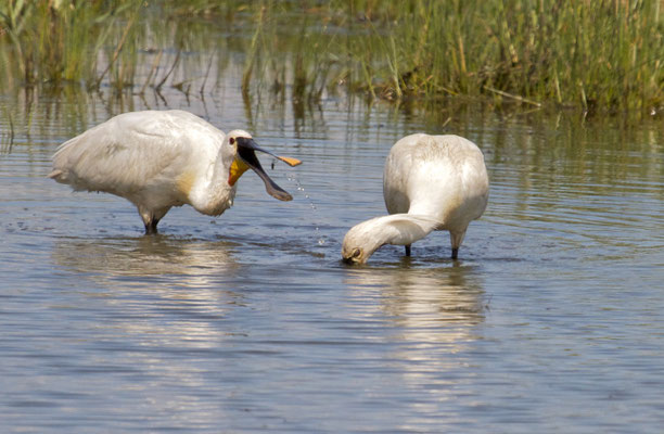 Foeragerende Lepelaars, Oostvaardersplassen  
