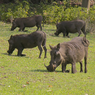 Wrattenzwijnen (Warthogs), bij Chobe river