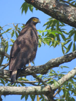 Slangenarend (m), Royal Manas National Park