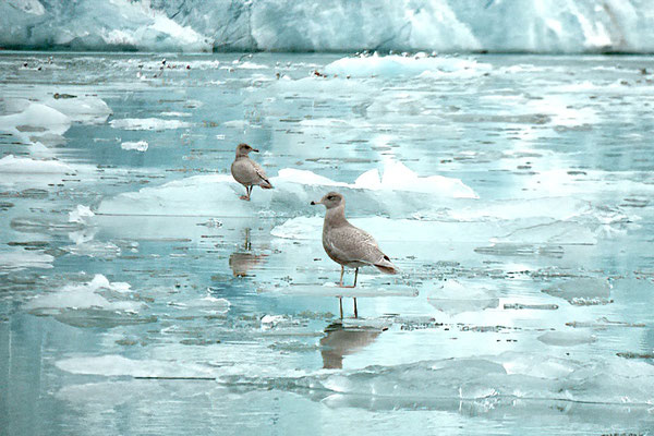 Jonge Grote Burgemeesters/Young Glaucus Gulls