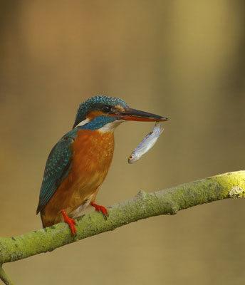 IJsvogel  