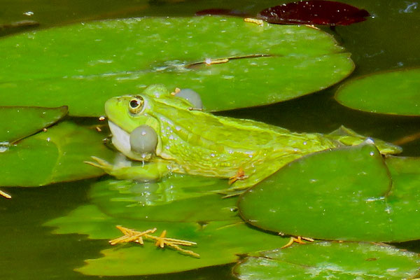 Groene kikker