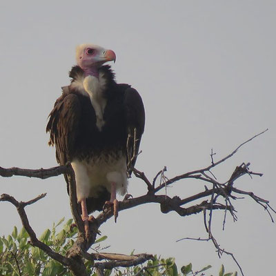 Witkopgier (White headed Vulture), bij Khwai river