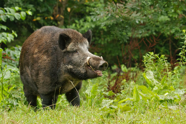 Wild Zwijn, 'Keiler'