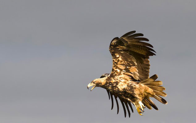 Spaanse Keizerarend (subadult ong. 4 jr.)