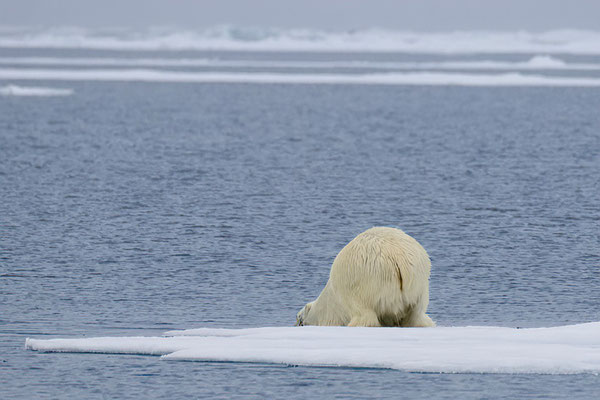 IJsberen kijken vaak onder water voor ze er in gaan (vanwege angst voor Walrussen?)