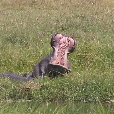 Nijlpaard, Sango safari camp, Okavango delta aan de Kwhai river bij Moremi