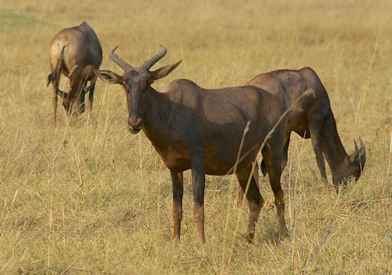 Lierantilopes, [Topi/ Basterdhartenbeest /Topi Tessebe race/Damaliscus lunatus], Moremi, 