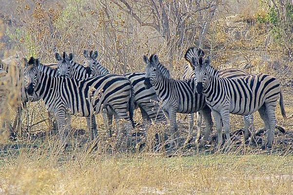 Zebra's, Chiefs island