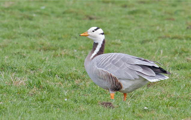 Indische Gans.