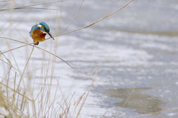 IJsvogel bij wak, Naardermeer