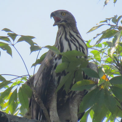 Slangenarend (v) roept anderen in de bomen rondom op voor de jacht