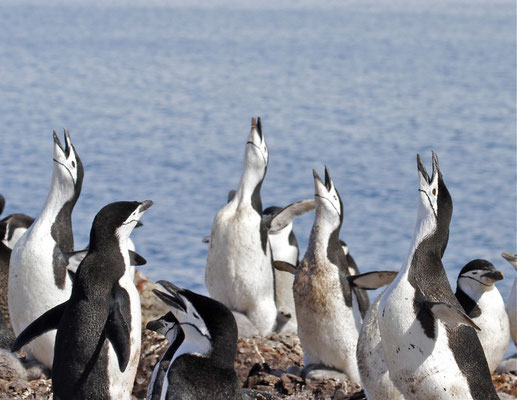 Balts van Stormband Pinguïns (Chinstrap penguin)