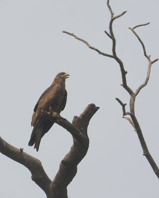 Zwarte wouw, New Delhi