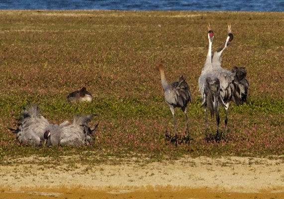 Dansende Kraanvogels, Lac du Der (Fr.)