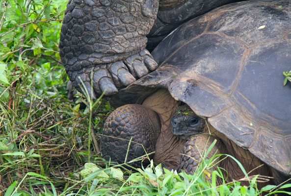 Parende Galapagos Reuzenschildpadden