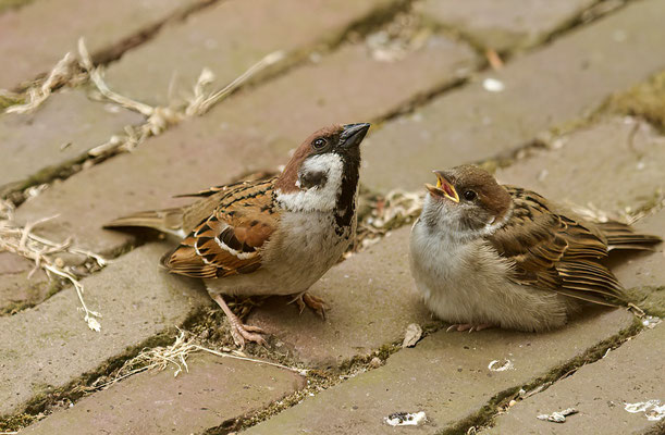 Ringmus met jong