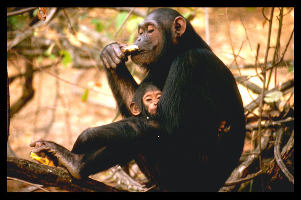 Fanny en Fax. Gombe.1992.