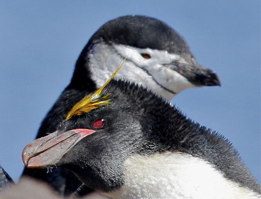 Stormband Pinguin en Macaroni Pinguin