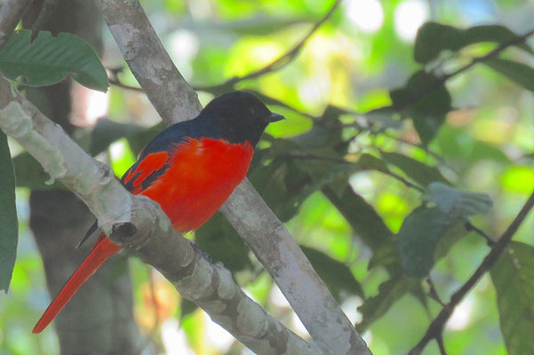 Long-tailed Minivet