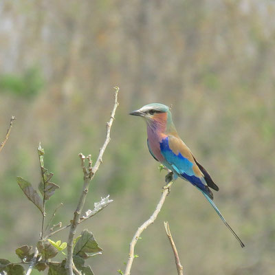 Vorkstaartscharrelaar (Lilac-breasted Roller, Coracias caudatus), Sango