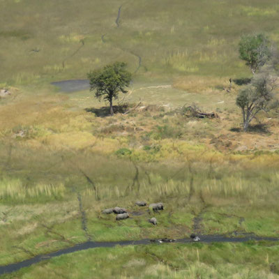 Okavango delta