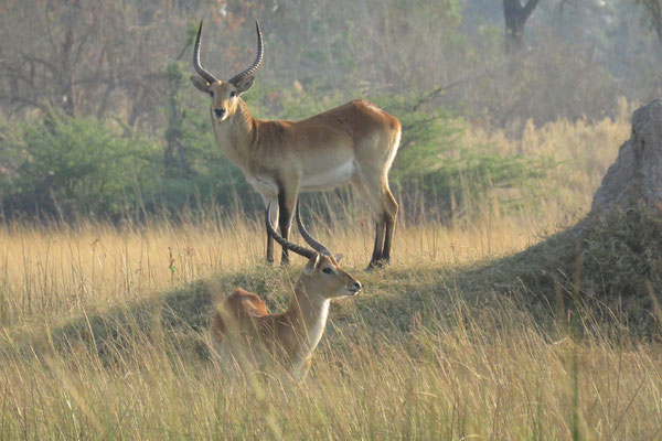  Litschiewaterbok, (Moerasantilope of Lechwe (Kobus leche), bij Gunns camp