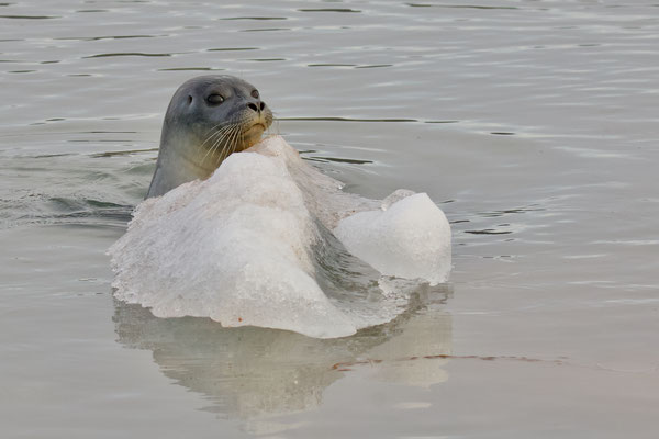 Gewone zeehond (harbour seal)