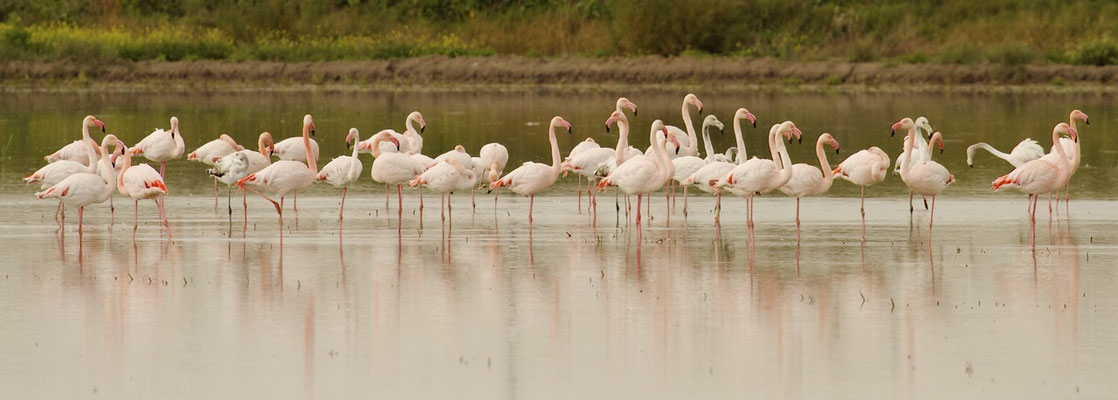 Flamingo's, Donana, Spanje  